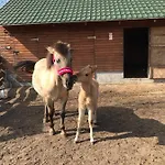 Appartamento Sielanka Dabrowa Rzasnik