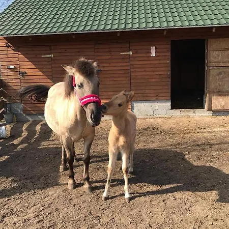 Apartment Sielanka Dabrowa Rzasnik