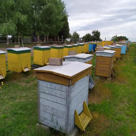 Sielanka Dabrowa Apartment *